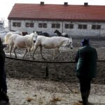 29.01.2016 Michałów. Stadnina koni. Nowo narodzone źrebaki, ich mamy i inne klacze w ciąży na krótkim, zimowym wybiegu. / Jarosław Kubalski / Radio Kielce