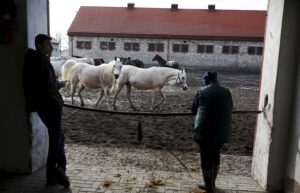 29.01.2016 Michałów. Stadnina koni. Nowo narodzone źrebaki, ich mamy i inne klacze w ciąży na krótkim, zimowym wybiegu. / Jarosław Kubalski / Radio Kielce