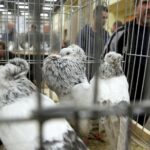 30.01.2016 Kielce. Ogólnopolska Wystawa Gołębi Rasowych i Drobnego Inwentarza. / Jarosław Kubalski / Radio Kielce