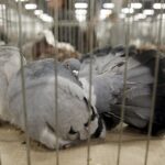 30.01.2016 Kielce. Ogólnopolska Wystawa Gołębi Rasowych i Drobnego Inwentarza. / Jarosław Kubalski / Radio Kielce