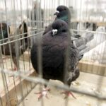 30.01.2016 Kielce. Ogólnopolska Wystawa Gołębi Rasowych i Drobnego Inwentarza. / Jarosław Kubalski / Radio Kielce