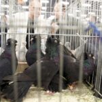 30.01.2016 Kielce. Ogólnopolska Wystawa Gołębi Rasowych i Drobnego Inwentarza. / Jarosław Kubalski / Radio Kielce