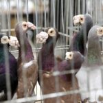 30.01.2016 Kielce. Ogólnopolska Wystawa Gołębi Rasowych i Drobnego Inwentarza. / Jarosław Kubalski / Radio Kielce