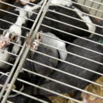 30.01.2016 Kielce. Ogólnopolska Wystawa Gołębi Rasowych i Drobnego Inwentarza. / Jarosław Kubalski / Radio Kielce