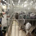 30.01.2016 Kielce. Ogólnopolska Wystawa Gołębi Rasowych i Drobnego Inwentarza. / Jarosław Kubalski / Radio Kielce