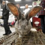 30.01.2016 Kielce. Ogólnopolska Wystawa Gołębi Rasowych i Drobnego Inwentarza. / Jarosław Kubalski / Radio Kielce