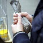 30.01.2016 Kielce. Ogólnopolska Wystawa Gołębi Rasowych i Drobnego Inwentarza. / Jarosław Kubalski / Radio Kielce