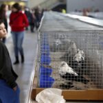 30.01.2016 Kielce. Ogólnopolska Wystawa Gołębi Rasowych i Drobnego Inwentarza. / Jarosław Kubalski / Radio Kielce