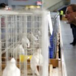 30.01.2016 Kielce. Ogólnopolska Wystawa Gołębi Rasowych i Drobnego Inwentarza. / Jarosław Kubalski / Radio Kielce