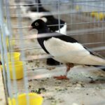 30.01.2016 Kielce. Ogólnopolska Wystawa Gołębi Rasowych i Drobnego Inwentarza. / Jarosław Kubalski / Radio Kielce