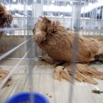 30.01.2016 Kielce. Ogólnopolska Wystawa Gołębi Rasowych i Drobnego Inwentarza. / Jarosław Kubalski / Radio Kielce