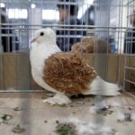 30.01.2016 Kielce. Ogólnopolska Wystawa Gołębi Rasowych i Drobnego Inwentarza. / Jarosław Kubalski / Radio Kielce