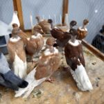 30.01.2016 Kielce. Ogólnopolska Wystawa Gołębi Rasowych i Drobnego Inwentarza. / Jarosław Kubalski / Radio Kielce