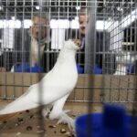 30.01.2016 Kielce. Ogólnopolska Wystawa Gołębi Rasowych i Drobnego Inwentarza. / Jarosław Kubalski / Radio Kielce