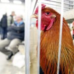 30.01.2016 Kielce. Ogólnopolska Wystawa Gołębi Rasowych i Drobnego Inwentarza. / Jarosław Kubalski / Radio Kielce