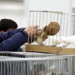 30.01.2016 Kielce. Ogólnopolska Wystawa Gołębi Rasowych i Drobnego Inwentarza. / Jarosław Kubalski / Radio Kielce