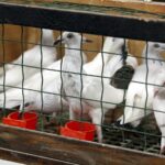 30.01.2016 Kielce. Ogólnopolska Wystawa Gołębi Rasowych i Drobnego Inwentarza. / Jarosław Kubalski / Radio Kielce