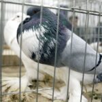 30.01.2016 Kielce. Ogólnopolska Wystawa Gołębi Rasowych i Drobnego Inwentarza. / Jarosław Kubalski / Radio Kielce