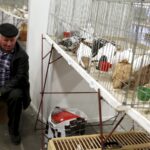 30.01.2016 Kielce. Ogólnopolska Wystawa Gołębi Rasowych i Drobnego Inwentarza. / Jarosław Kubalski / Radio Kielce