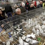 30.01.2016 Kielce. Ogólnopolska Wystawa Gołębi Rasowych i Drobnego Inwentarza. / Jarosław Kubalski / Radio Kielce