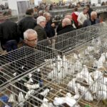 30.01.2016 Kielce. Ogólnopolska Wystawa Gołębi Rasowych i Drobnego Inwentarza. / Jarosław Kubalski / Radio Kielce