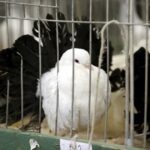 30.01.2016 Kielce. Ogólnopolska Wystawa Gołębi Rasowych i Drobnego Inwentarza. / Jarosław Kubalski / Radio Kielce