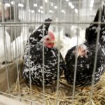 30.01.2016 Kielce. Ogólnopolska Wystawa Gołębi Rasowych i Drobnego Inwentarza. / Jarosław Kubalski / Radio Kielce