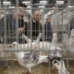 30.01.2016 Kielce. Ogólnopolska Wystawa Gołębi Rasowych i Drobnego Inwentarza. / Jarosław Kubalski / Radio Kielce