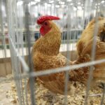 30.01.2016 Kielce. Ogólnopolska Wystawa Gołębi Rasowych i Drobnego Inwentarza. / Jarosław Kubalski / Radio Kielce