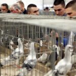 30.01.2016 Kielce. Ogólnopolska Wystawa Gołębi Rasowych i Drobnego Inwentarza. / Jarosław Kubalski / Radio Kielce