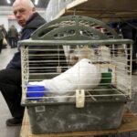 30.01.2016 Kielce. Ogólnopolska Wystawa Gołębi Rasowych i Drobnego Inwentarza. / Jarosław Kubalski / Radio Kielce