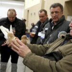 30.01.2016 Kielce. Ogólnopolska Wystawa Gołębi Rasowych i Drobnego Inwentarza. / Jarosław Kubalski / Radio Kielce