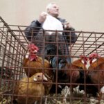 30.01.2016 Kielce. Ogólnopolska Wystawa Gołębi Rasowych i Drobnego Inwentarza. / Jarosław Kubalski / Radio Kielce