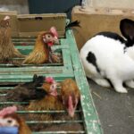 30.01.2016 Kielce. Ogólnopolska Wystawa Gołębi Rasowych i Drobnego Inwentarza. / Jarosław Kubalski / Radio Kielce