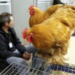 30.01.2016 Kielce. Ogólnopolska Wystawa Gołębi Rasowych i Drobnego Inwentarza. / Jarosław Kubalski / Radio Kielce