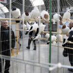 30.01.2016 Kielce. Ogólnopolska Wystawa Gołębi Rasowych i Drobnego Inwentarza. / Jarosław Kubalski / Radio Kielce