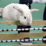 30.01.2016 Kielce. Ogólnopolska Wystawa Gołębi Rasowych i Drobnego Inwentarza. / Jarosław Kubalski / Radio Kielce