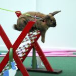 30.01.2016 Kielce. Ogólnopolska Wystawa Gołębi Rasowych i Drobnego Inwentarza. / Jarosław Kubalski / Radio Kielce