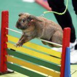 30.01.2016 Kielce. Ogólnopolska Wystawa Gołębi Rasowych i Drobnego Inwentarza. / Jarosław Kubalski / Radio Kielce