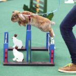 30.01.2016 Kielce. Ogólnopolska Wystawa Gołębi Rasowych i Drobnego Inwentarza. / Jarosław Kubalski / Radio Kielce