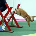 30.01.2016 Kielce. Ogólnopolska Wystawa Gołębi Rasowych i Drobnego Inwentarza. / Jarosław Kubalski / Radio Kielce