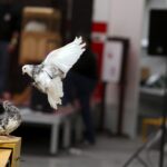 30.01.2016 Kielce. Ogólnopolska Wystawa Gołębi Rasowych i Drobnego Inwentarza. / Jarosław Kubalski / Radio Kielce