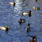 07.02.2016 Kielce. Zimowy, niedzielny spacer w Parku Miejskim. / Jarosław Kubalski / Radio Kielce