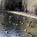 07.02.2016 Kielce. Zimowy, niedzielny spacer w Parku Miejskim. / Jarosław Kubalski / Radio Kielce