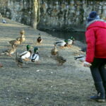 07.02.2016 Kielce. Zimowy, niedzielny spacer w Parku Miejskim. / Jarosław Kubalski / Radio Kielce