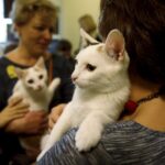 21.02.2016 Kielce. Dzień Kota w Muzeum Zabawek. / Jarosław Kubalski / Radio Kielce