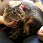 21.02.2016 Kielce. Dzień Kota w Muzeum Zabawek. / Jarosław Kubalski / Radio Kielce