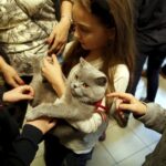 21.02.2016 Kielce. Dzień Kota w Muzeum Zabawek. / Jarosław Kubalski / Radio Kielce