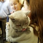 21.02.2016 Kielce. Dzień Kota w Muzeum Zabawek. / Jarosław Kubalski / Radio Kielce