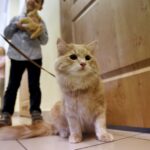 21.02.2016 Kielce. Dzień Kota w Muzeum Zabawek. / Jarosław Kubalski / Radio Kielce